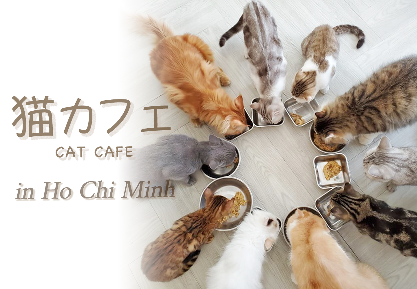 猫好きさん必見 ホーチミンにあるオシャレで可愛い猫カフェ Catfe のご紹介 Agecode